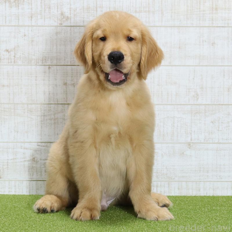 販売中ののゴールデンレトリーバー-437724