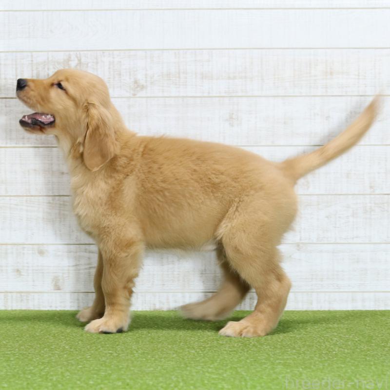 販売中の山口県のゴールデンレトリーバー-437724の6枚目