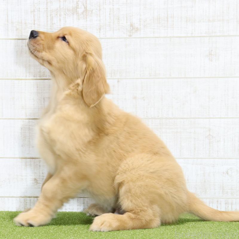 販売中の山口県のゴールデンレトリーバー-437724の5枚目