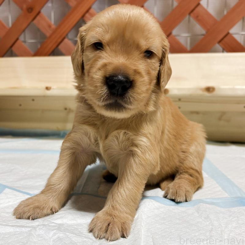 販売中の山口県のゴールデンレトリーバー-437724の3枚目