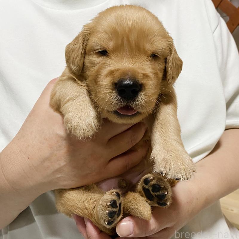販売中の山口県のゴールデンレトリーバー-437724の2枚目