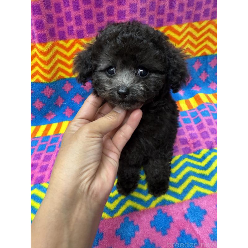 販売中の大阪府のティーカッププードル-437709の1枚目