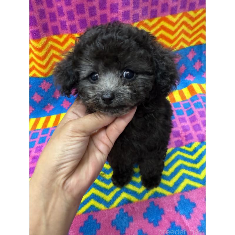 販売中の大阪府のティーカッププードル-437709の3枚目