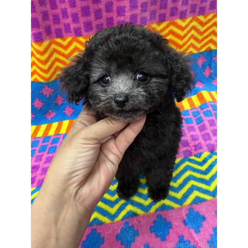 販売中の大阪府のティーカッププードル-437709の2枚目