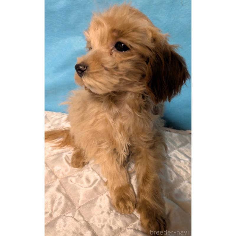 販売中の埼玉県のマルプー:マルチーズ×トイプードル-417249の8枚目