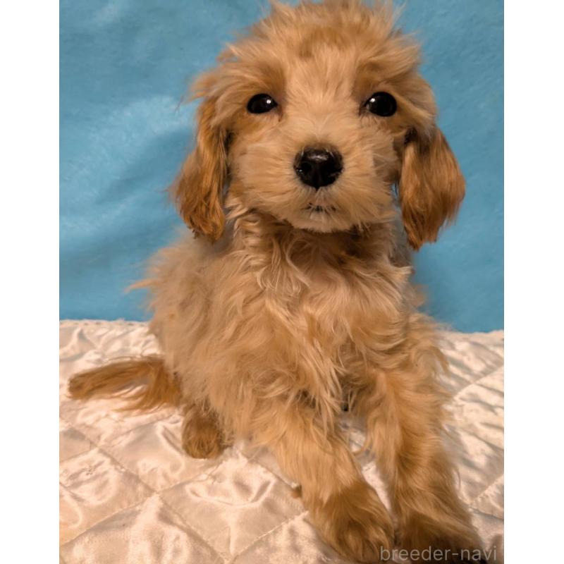 販売中の埼玉県のマルプー:マルチーズ×トイプードル-417249の7枚目