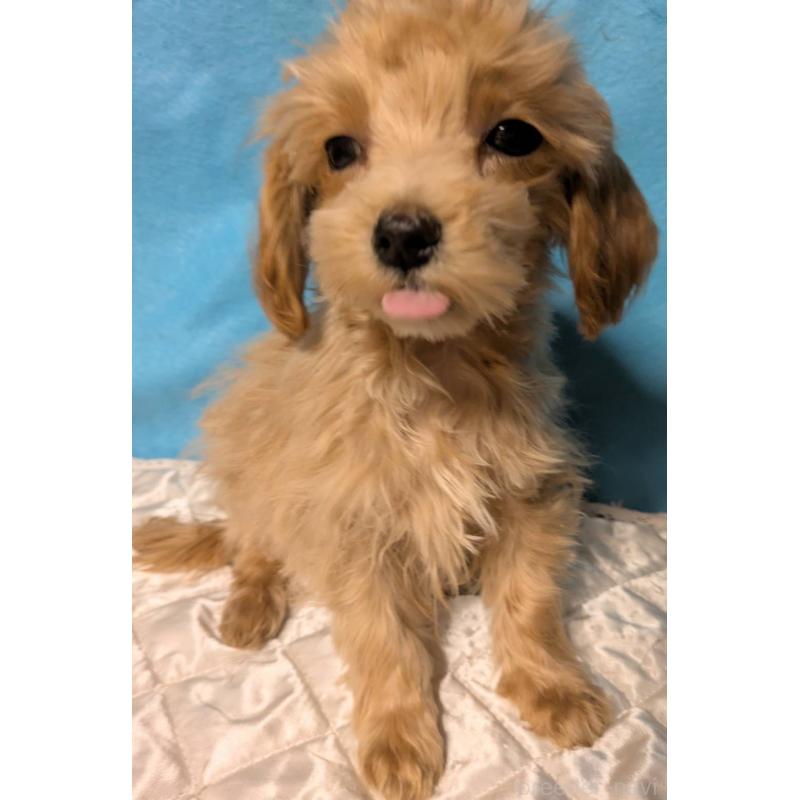 販売中の埼玉県のマルプー:マルチーズ×トイプードル-417249の6枚目