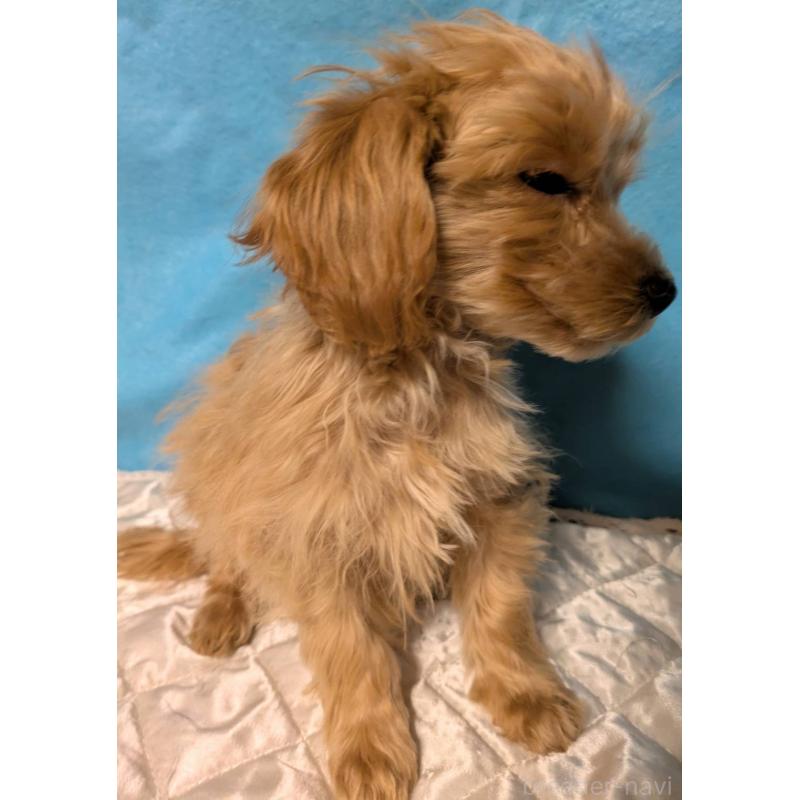 販売中の埼玉県のマルプー:マルチーズ×トイプードル-417249の5枚目