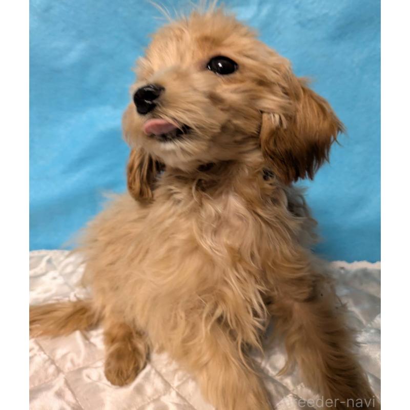 販売中の埼玉県のマルプー:マルチーズ×トイプードル-417249の3枚目