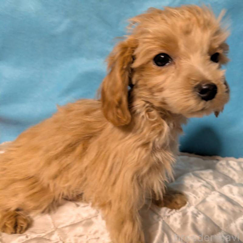 販売中の埼玉県のマルプー:マルチーズ×トイプードル-417249の2枚目