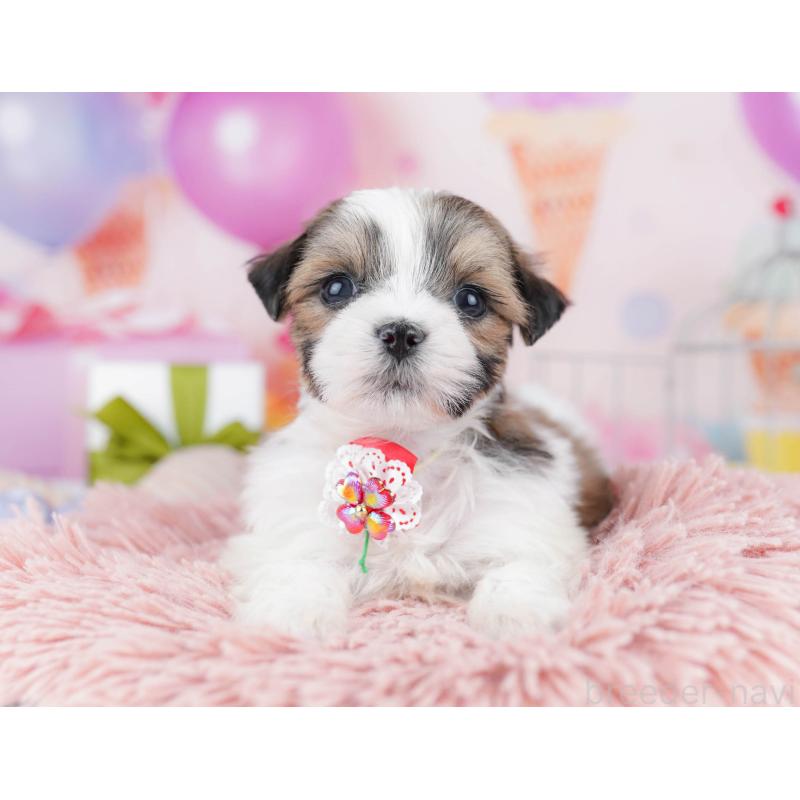 販売中の千葉県のミックス犬-437711の1枚目