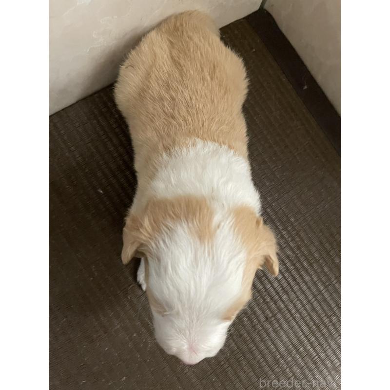 販売中の東京都のボーダーコリー-437710の6枚目