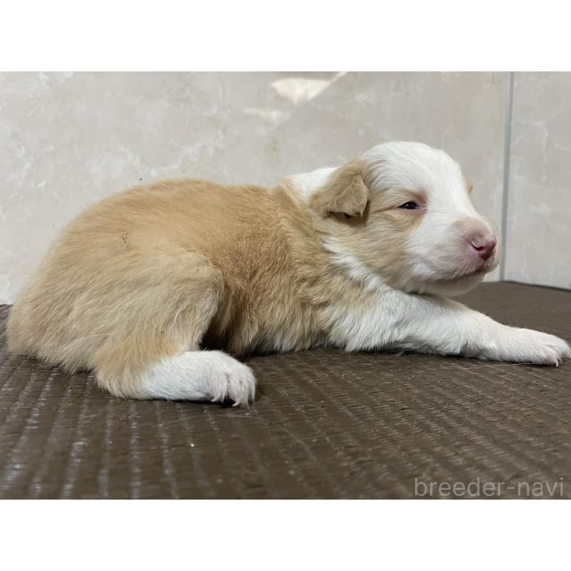 販売中の東京都のボーダーコリー-437710の5枚目