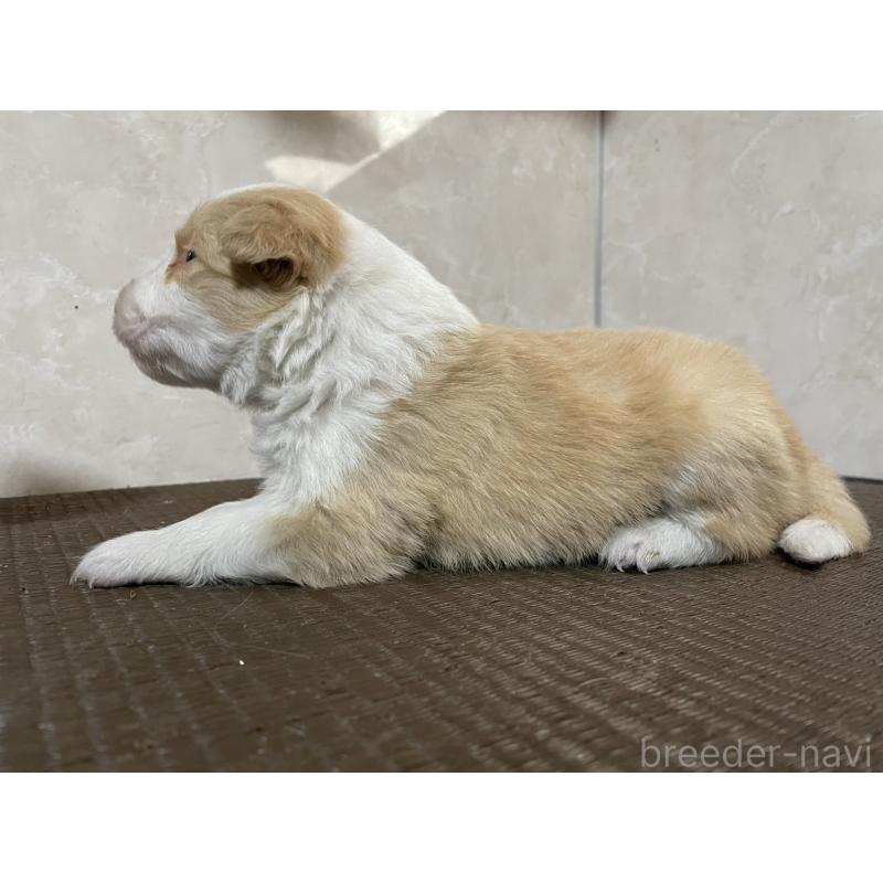 販売中の東京都のボーダーコリー-437710の4枚目