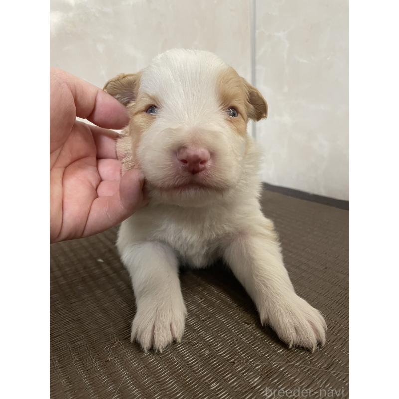 販売中の東京都のボーダーコリー-437710の3枚目