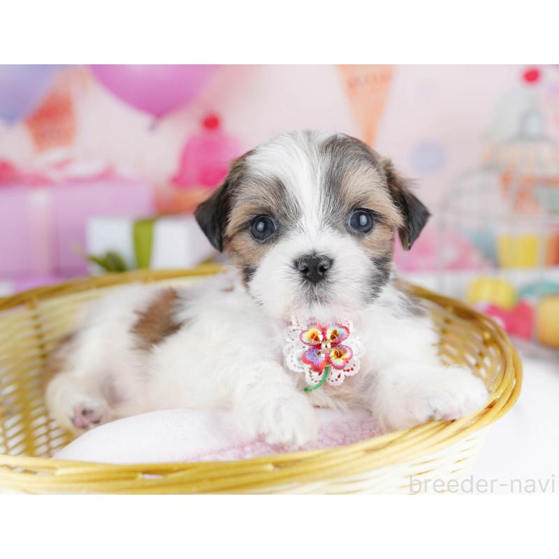 販売中の千葉県のミックス犬-437711の9枚目