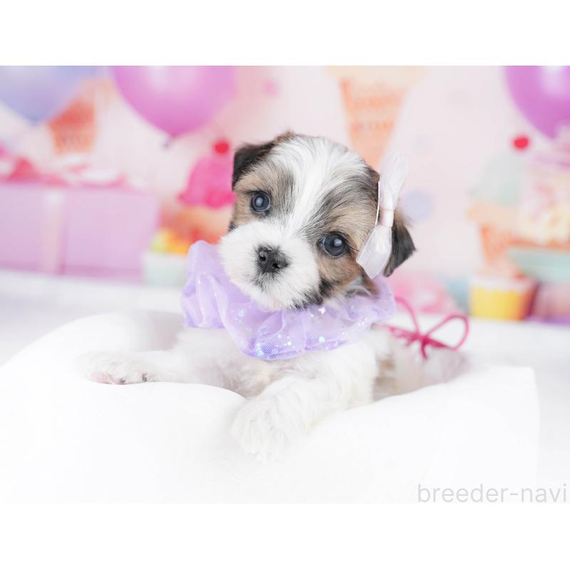 販売中の千葉県のミックス犬-437711の7枚目