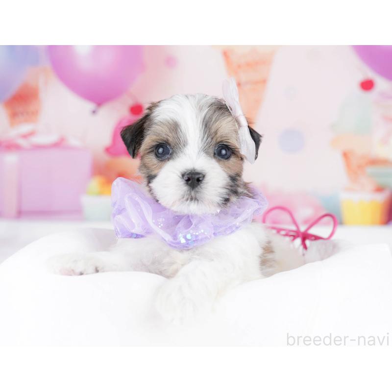 販売中の千葉県のミックス犬-437711の6枚目