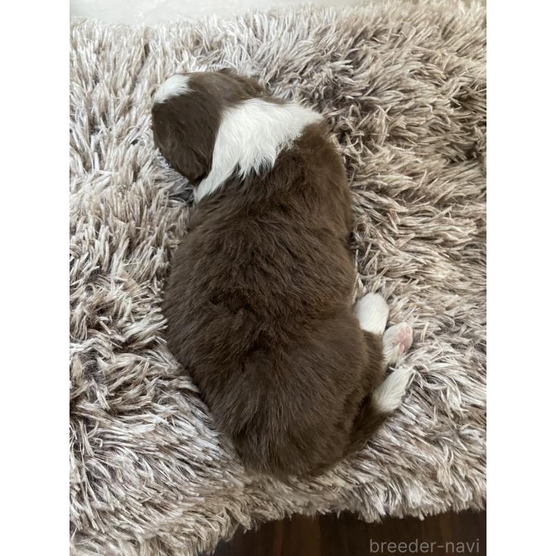 販売中の東京都のボーダーコリー-437712の8枚目