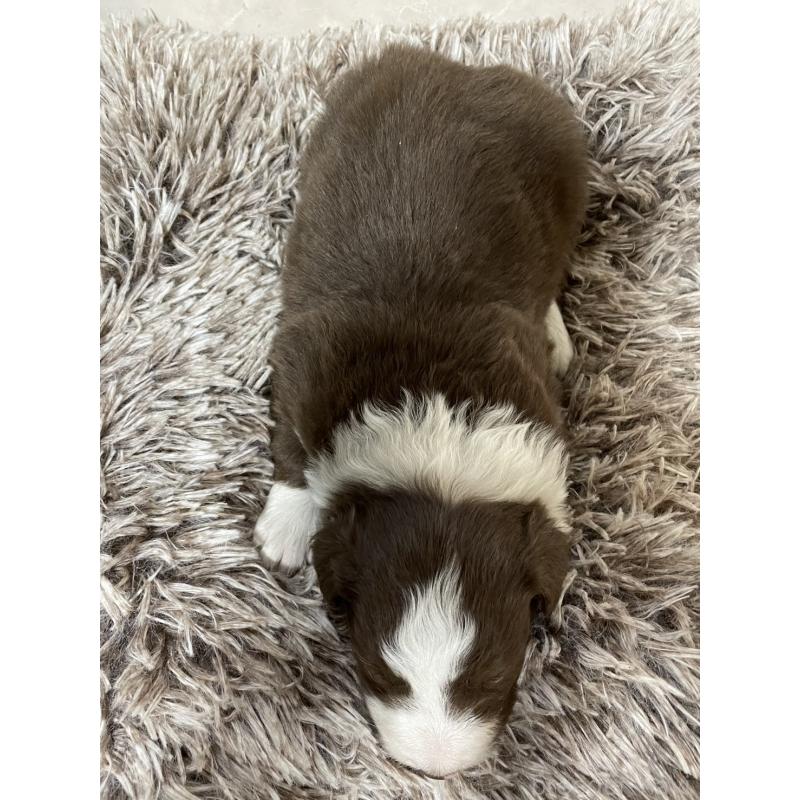 販売中の東京都のボーダーコリー-437712の7枚目