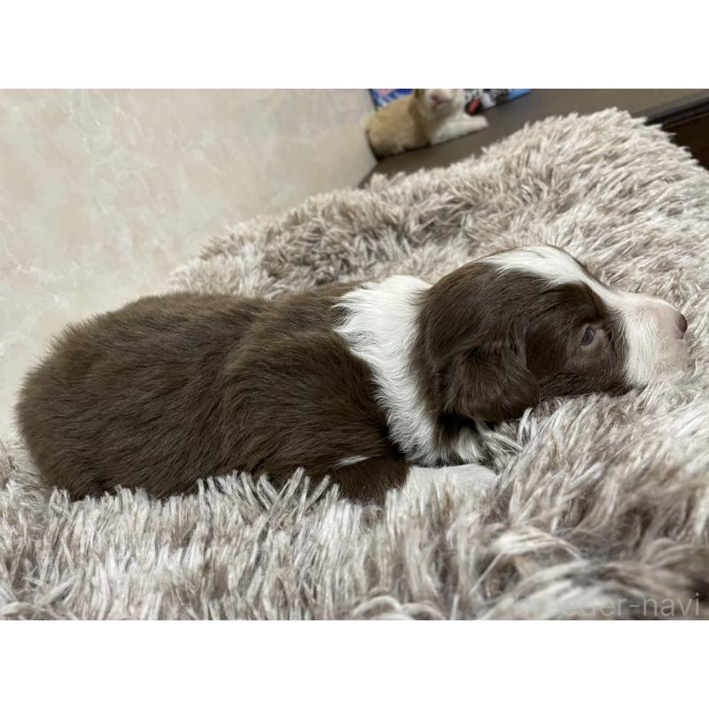 販売中の東京都のボーダーコリー-437712の5枚目