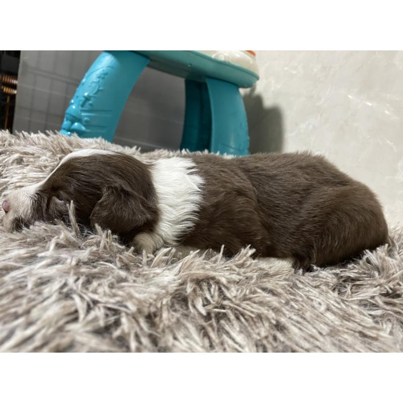 販売中の東京都のボーダーコリー-437712の4枚目