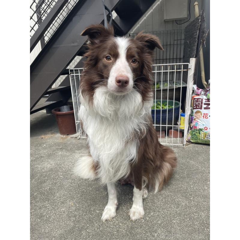 販売中の東京都のボーダーコリー-437712の3枚目