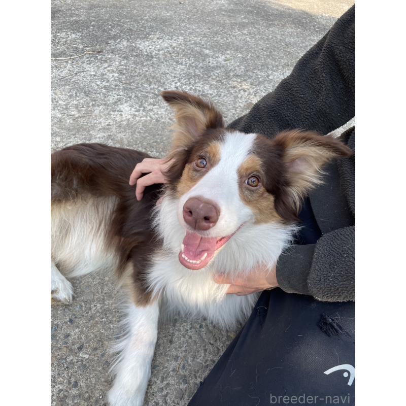 販売中の東京都のボーダーコリー-437712の2枚目