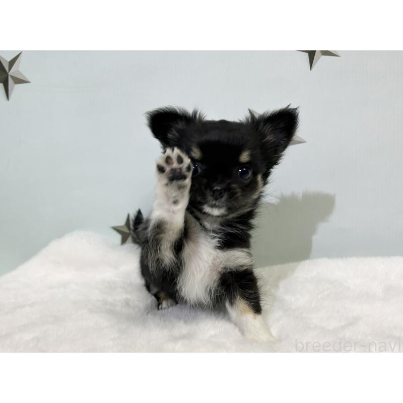 成約済の千葉県のチワワ(ロングコート)-430928の10枚目