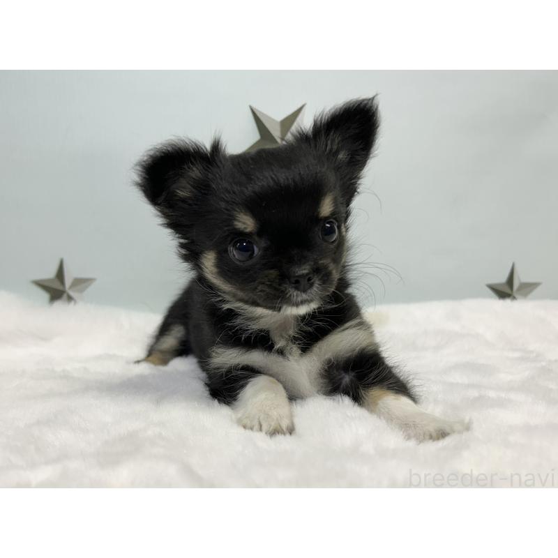 成約済の千葉県のチワワ(ロングコート)-430928の9枚目