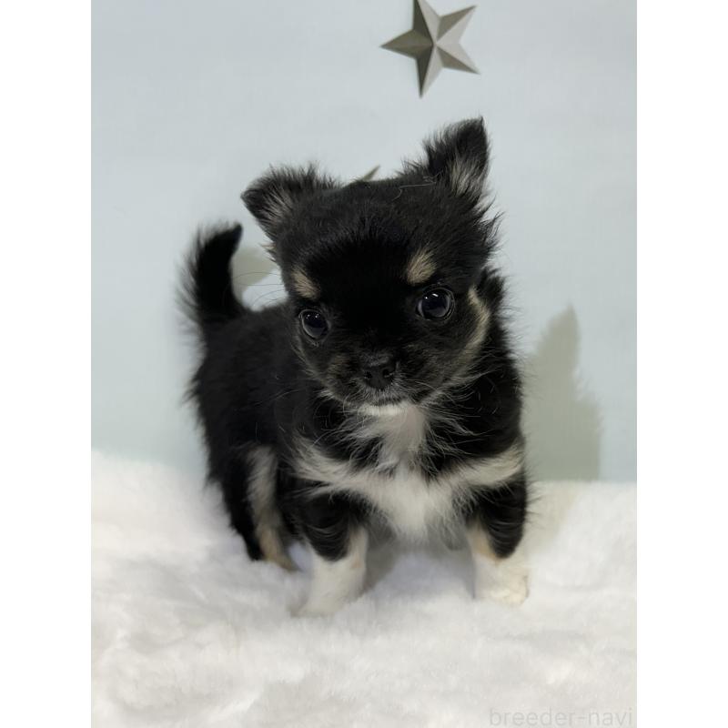 成約済の千葉県のチワワ(ロングコート)-430928の8枚目