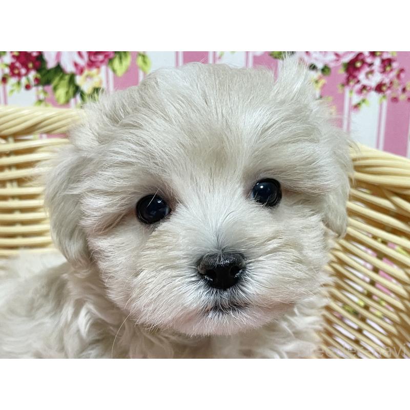 販売中の秋田県のマルプー:マルチーズ×トイプードル-435081