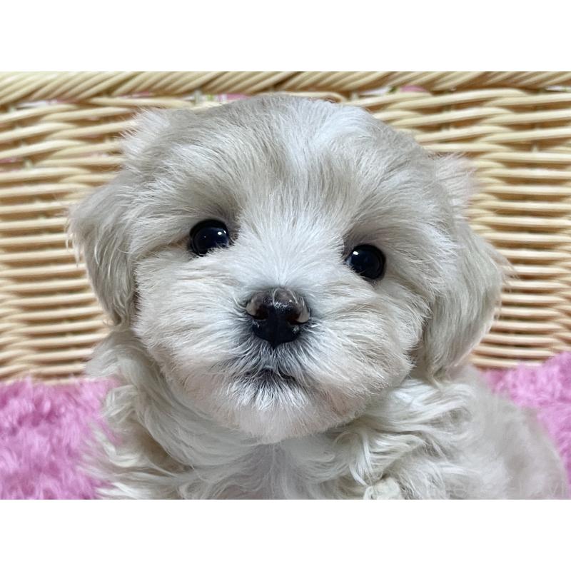 販売中の秋田県のマルプー:マルチーズ×トイプードル-435082