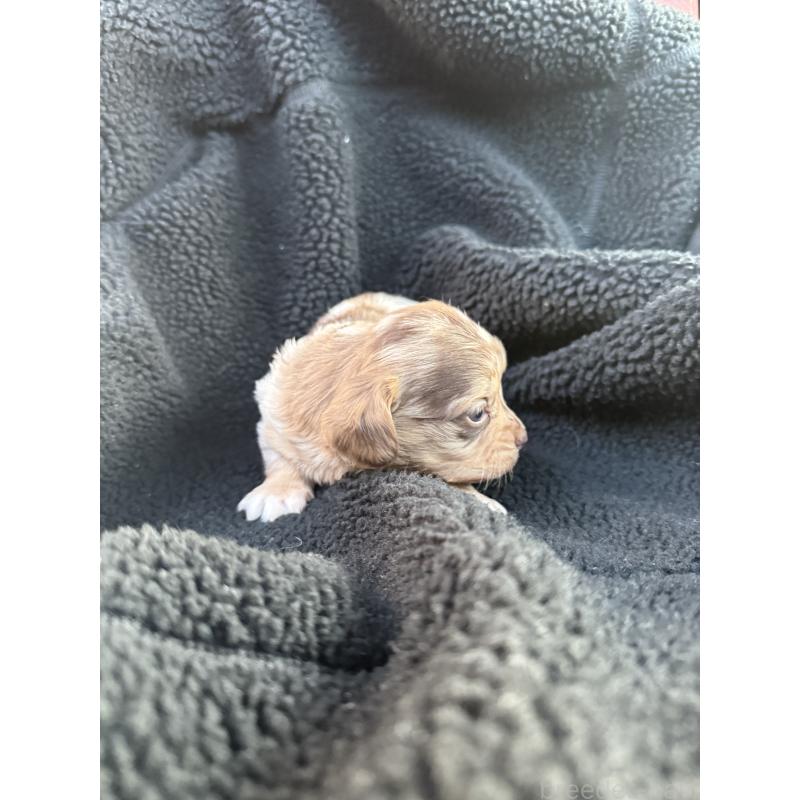 販売中の福岡県のチワックス:チワワ×ミニチュアダックスフンド-437715の5枚目