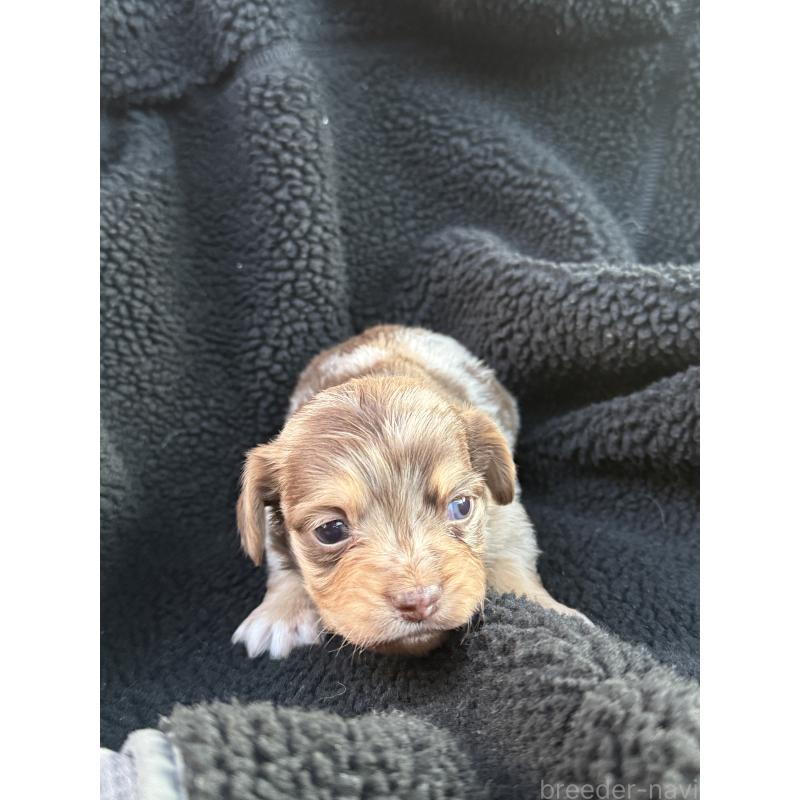 販売中の福岡県のチワックス:チワワ×ミニチュアダックスフンド-437715の4枚目