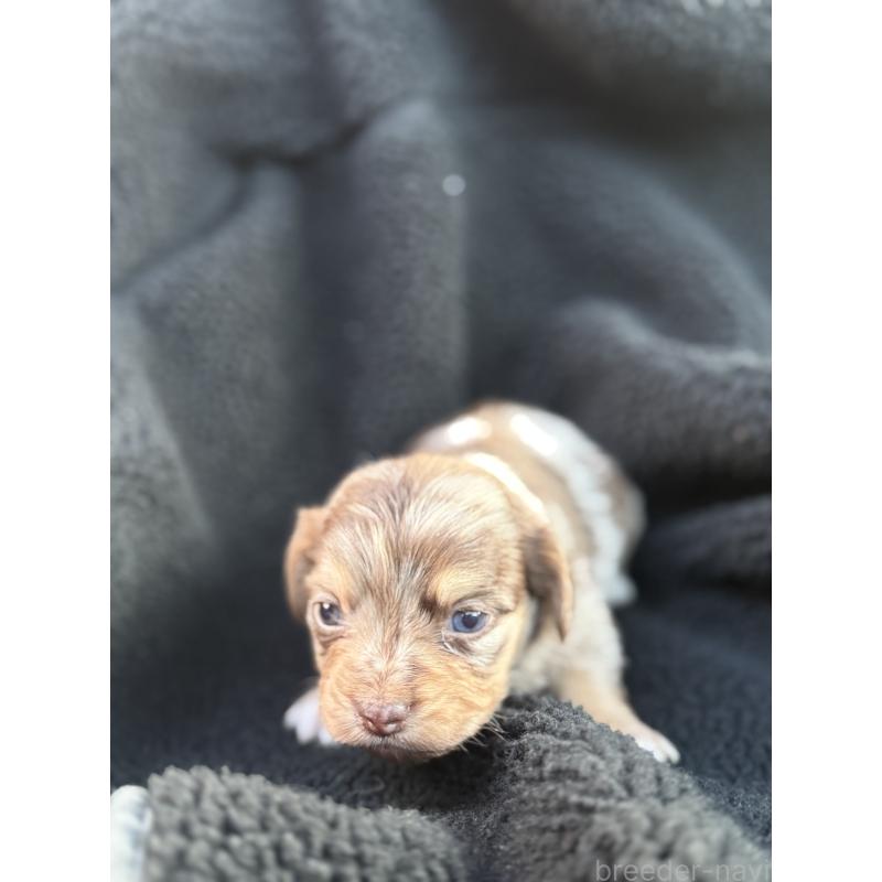 販売中の福岡県のチワックス:チワワ×ミニチュアダックスフンド-437715の3枚目