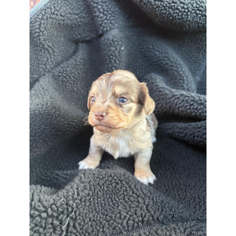 販売中の福岡県のチワックス:チワワ×ミニチュアダックスフンド-437715の2枚目