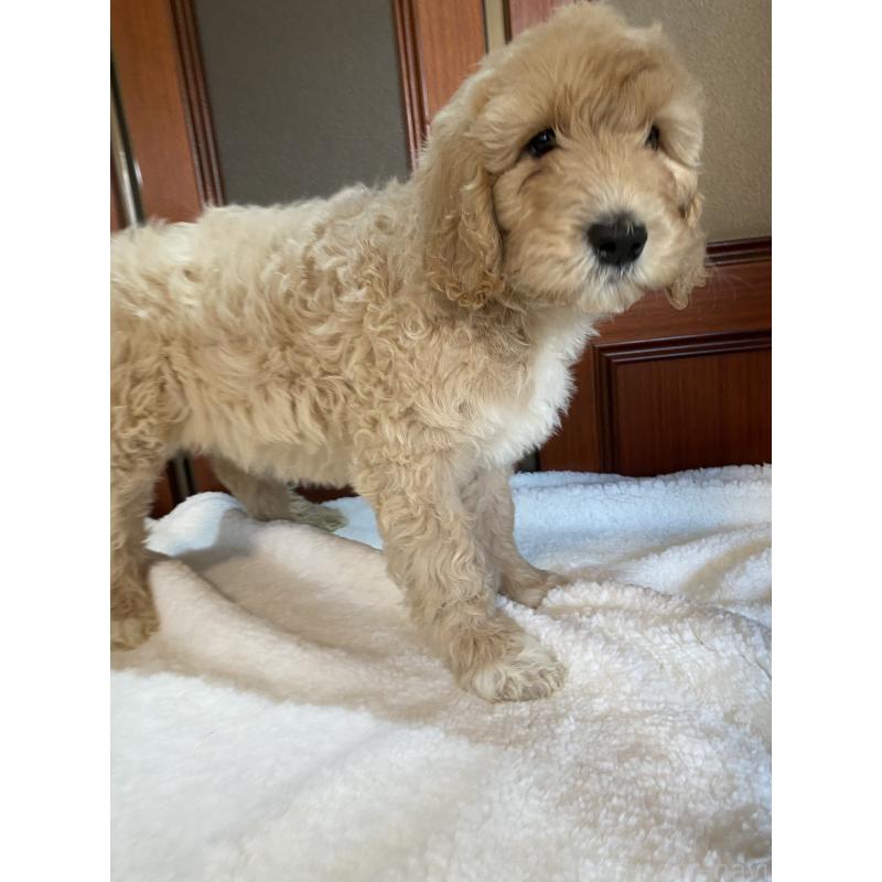 成約済の大阪府のミックス犬-436112の5枚目