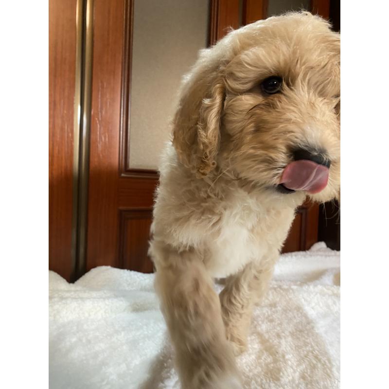 成約済の大阪府のミックス犬-436112の4枚目