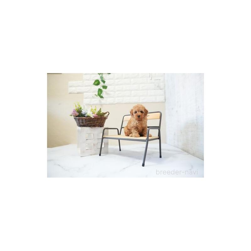 販売中の滋賀県のタイニープードル-437718の3枚目