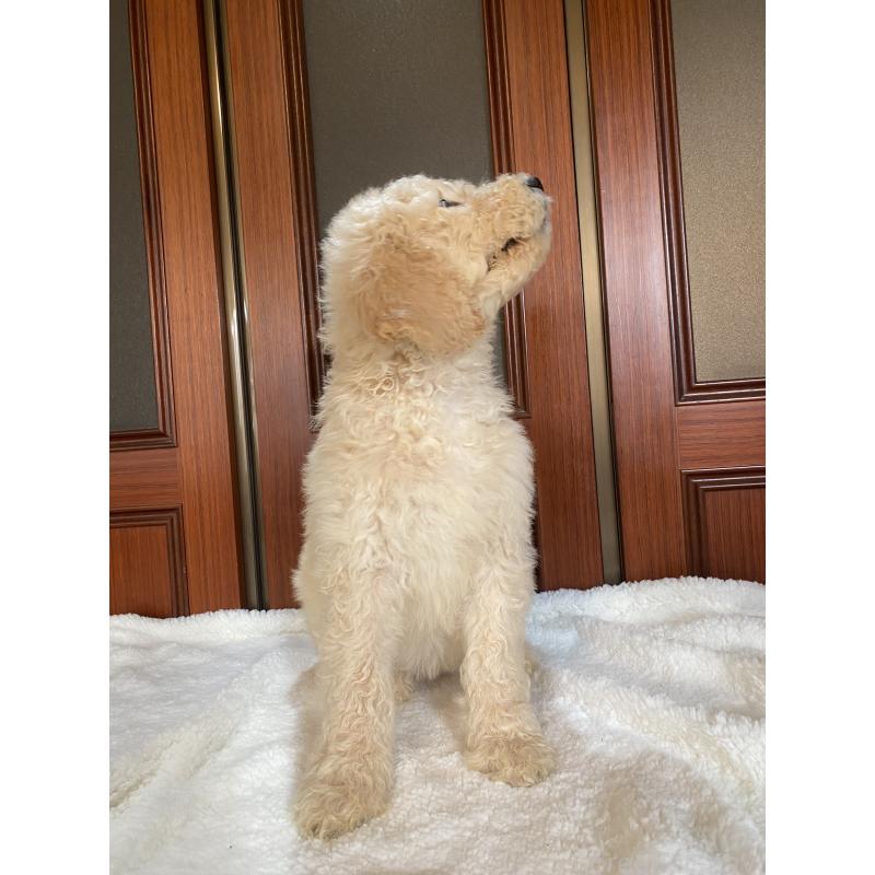 販売中の大阪府のゴールデンドゥードル:ゴールデンレトリーバー×プードル-436248の10枚目