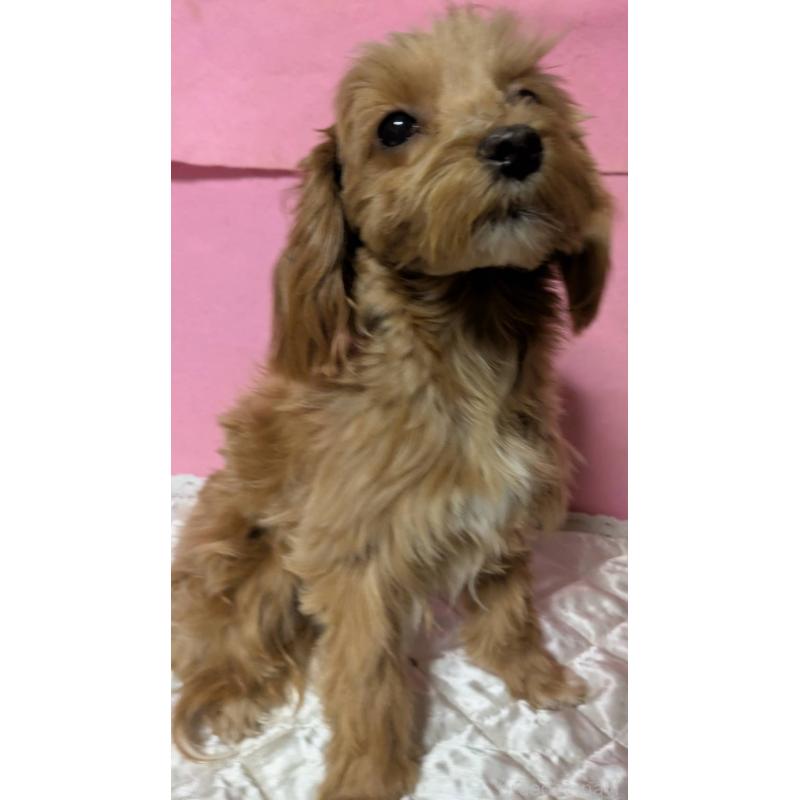 販売中の埼玉県のマルプー:マルチーズ×トイプードル-437719