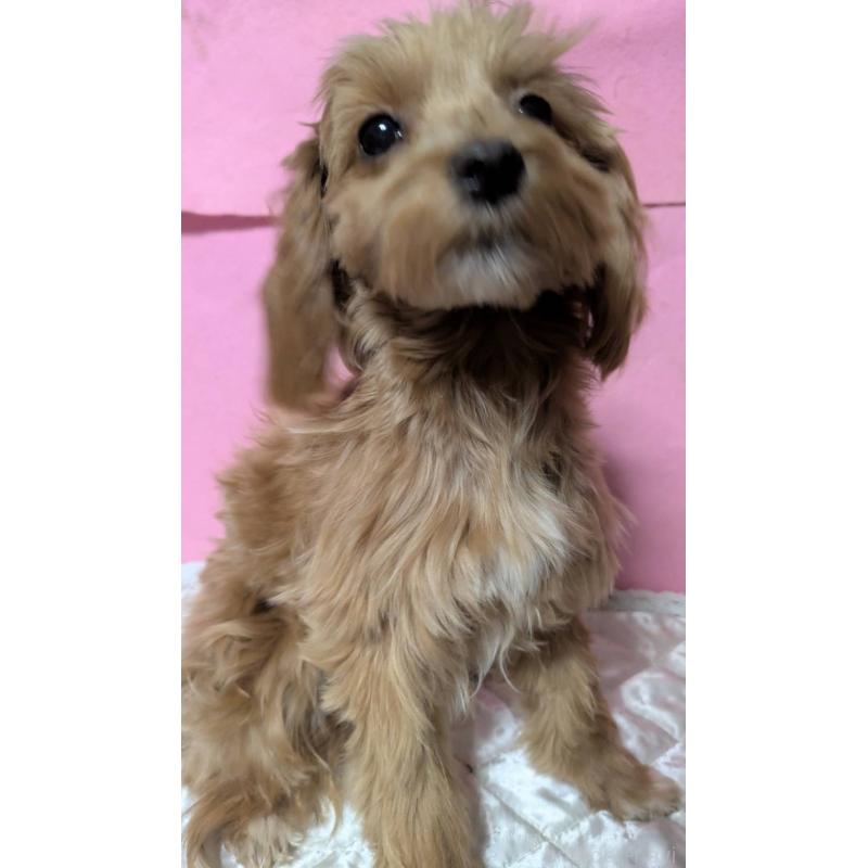 販売中の埼玉県のマルプー:マルチーズ×トイプードル-437719の4枚目