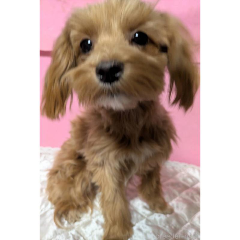 販売中の埼玉県のマルプー:マルチーズ×トイプードル-437719の3枚目