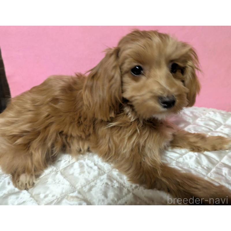 販売中の埼玉県のマルプー:マルチーズ×トイプードル-437719の2枚目