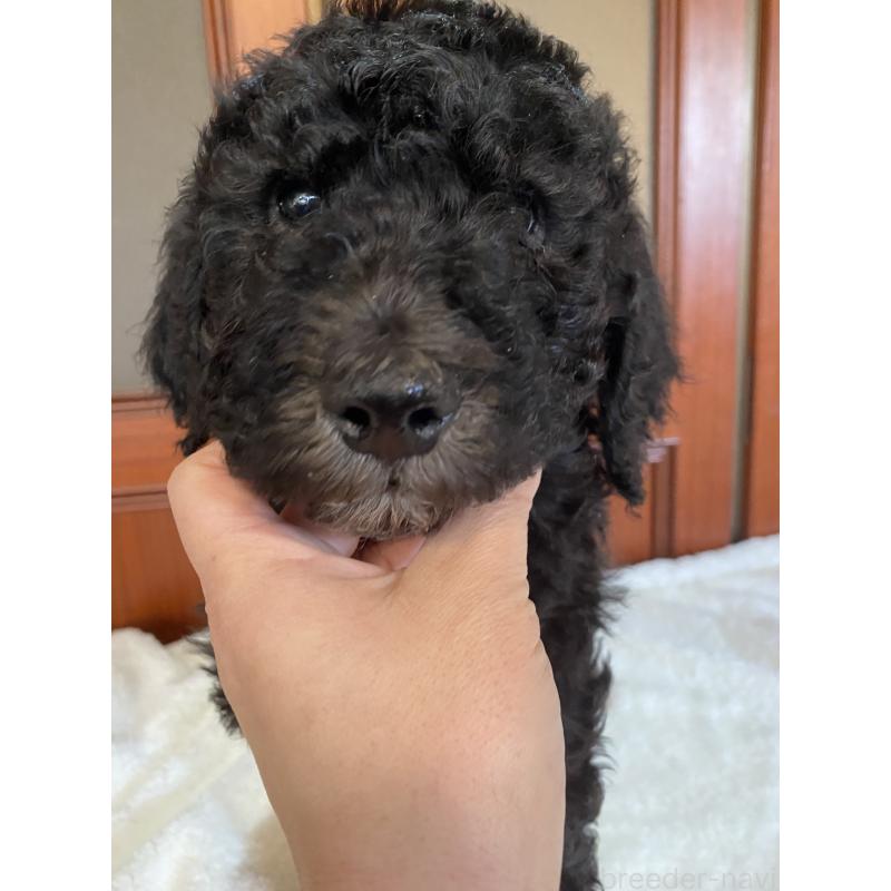 販売中の大阪府のゴールデンドゥードル:ゴールデンレトリーバー×プードル-436254の8枚目