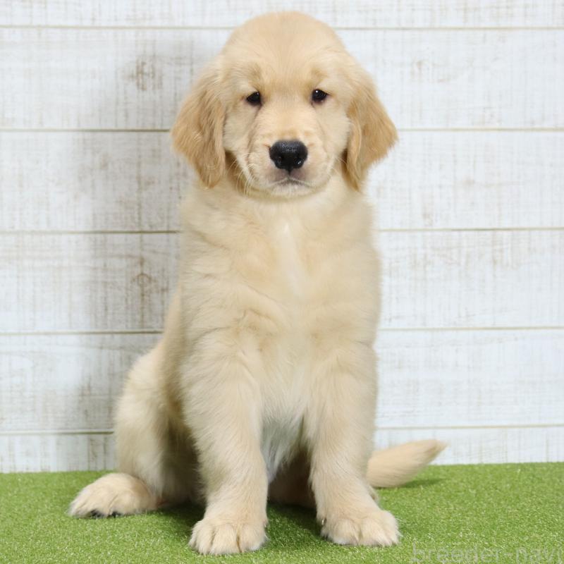 販売中の山口県のゴールデンレトリーバー-437725