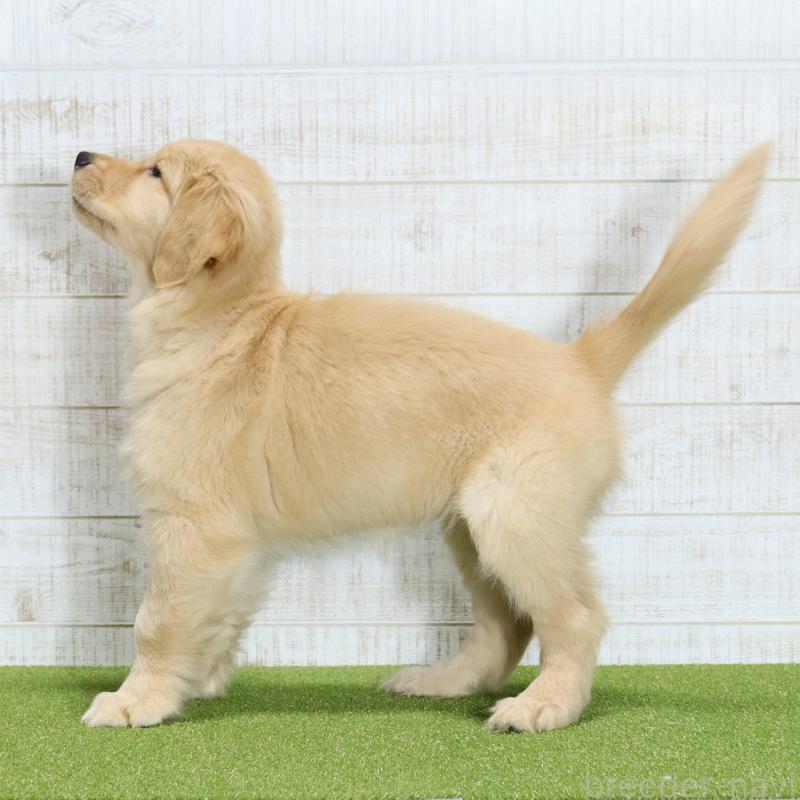 販売中の山口県のゴールデンレトリーバー-437725の6枚目