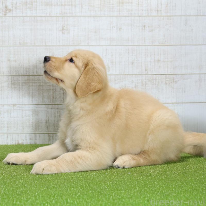 販売中の山口県のゴールデンレトリーバー-437725の5枚目