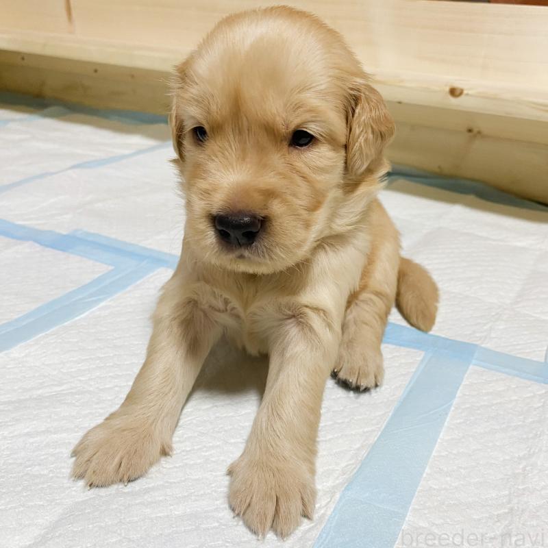 販売中の山口県のゴールデンレトリーバー-437725の3枚目